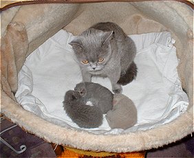 Illaja und zufriedene Kitten - 14. Tag