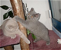 >Katzenspiele<