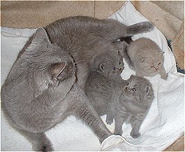 die Familie