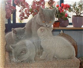 Familie auf dem Katzenbaum