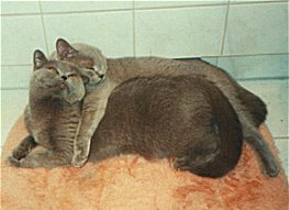 Katzenliebe