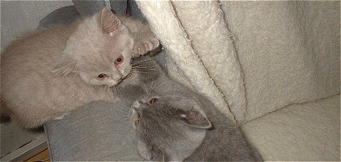 Katzenrangelei