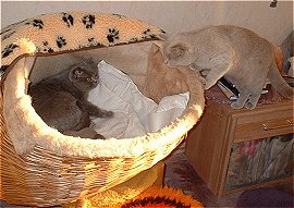 Pflegehilfe Xsweety