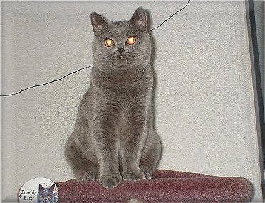 Celinah, eine Schnheit