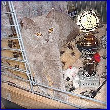 Gr. Champion International - Xsweety