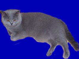 Kater Murphy