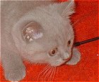 angriffslustiges Ktzchen