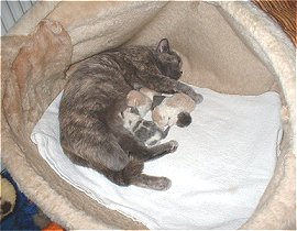 Trixi mit Babys