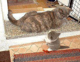 Mama hat Faxen dicke...