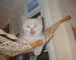 Fiona im Netz
