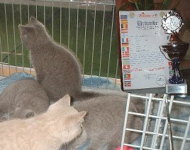 Kätzchen, Urkunde und Pokal