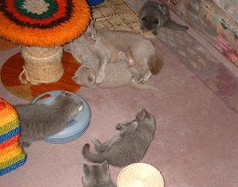 die Familie tobt