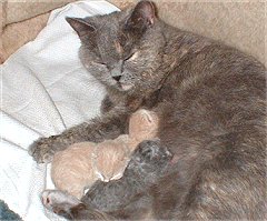 Mutter Trixi mit ihren Kleinen
